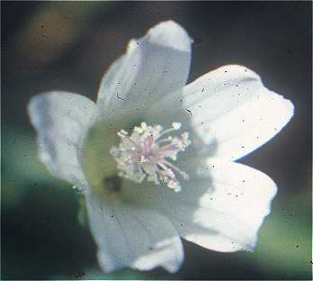 Malva neglecta image
