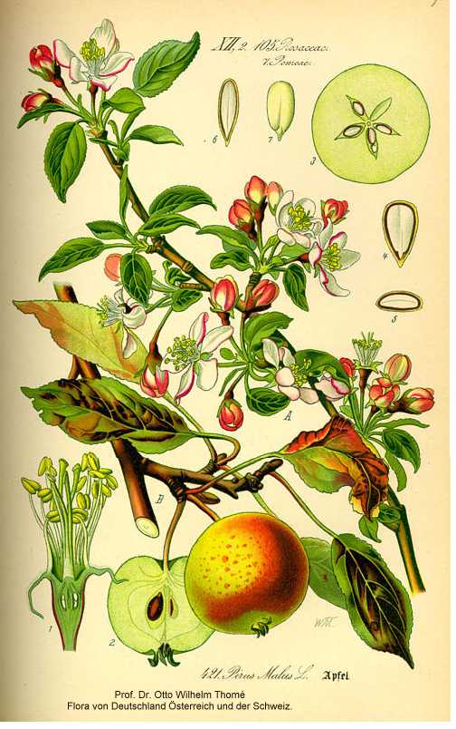 Malus pumila image