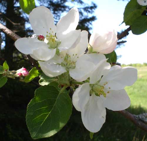 Malus pumila image