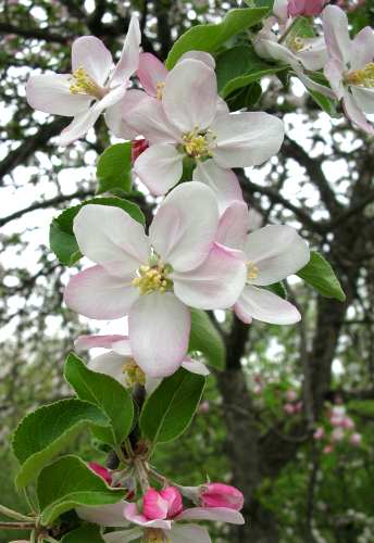 Malus pumila image