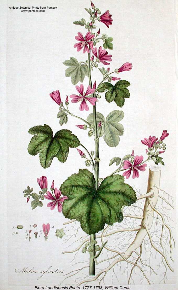 Malva sylvestris image