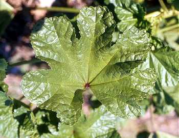 Malva sylvestris image