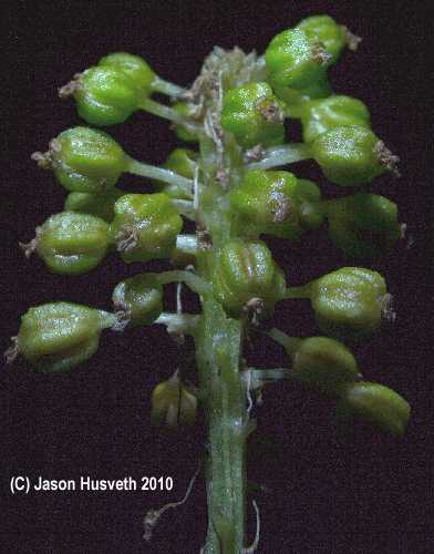 Malaxis unifolia image