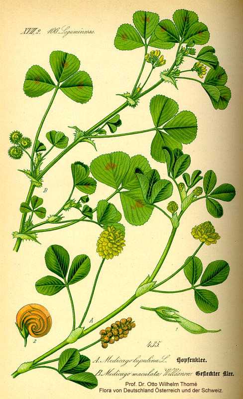 Medicago lupulina image