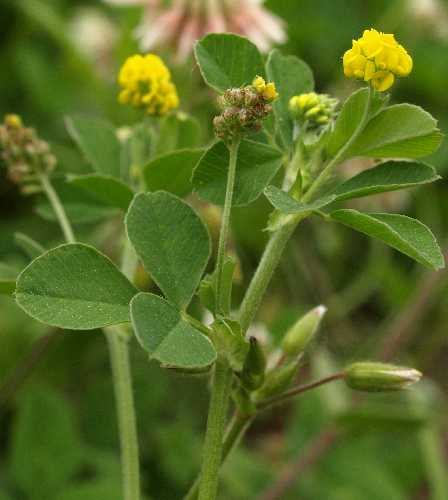 Medicago lupulina image