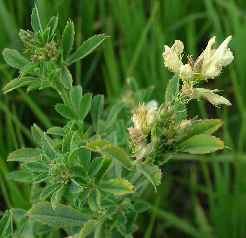 Medicago sativa image