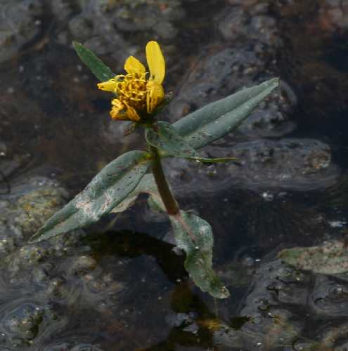Bidens beckii image
