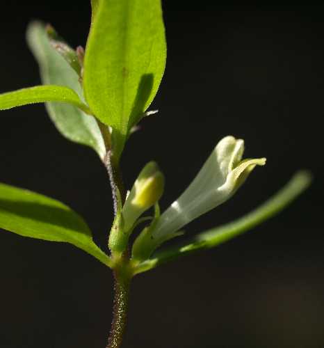 Melampyrum lineare image