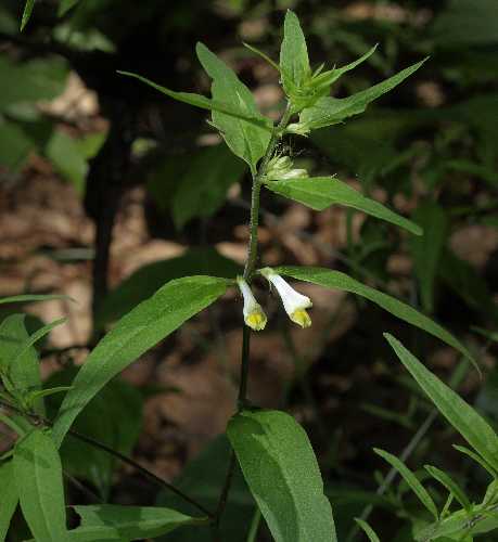 Melampyrum lineare image
