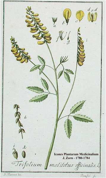 Melilotus officinalis image