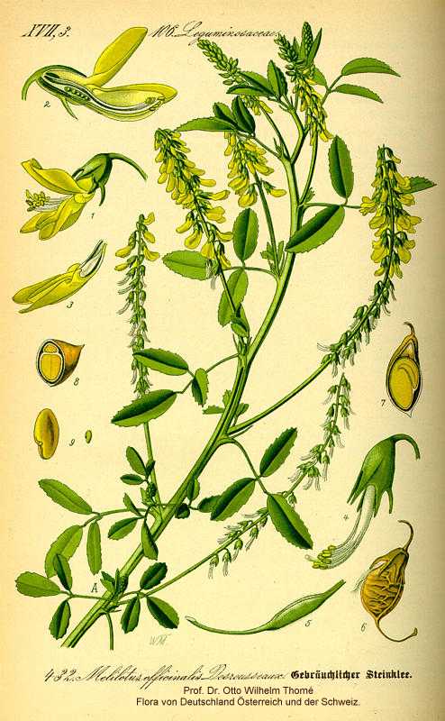 Melilotus officinalis image