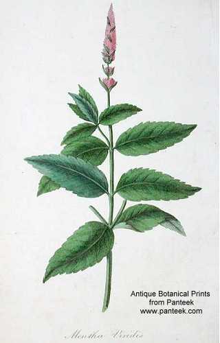 Mentha spicata image
