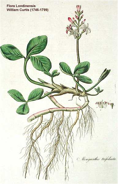 Menyanthes trifoliata image
