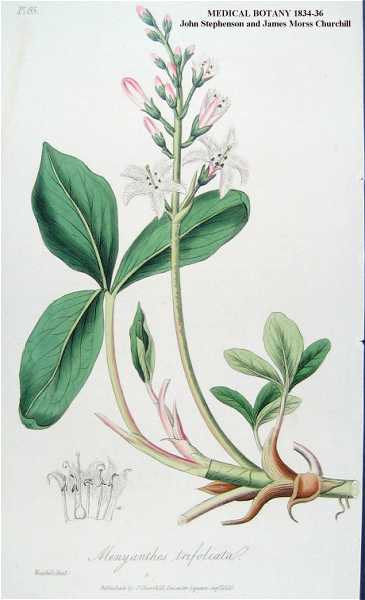 Menyanthes trifoliata image