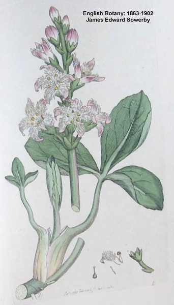 Menyanthes trifoliata image