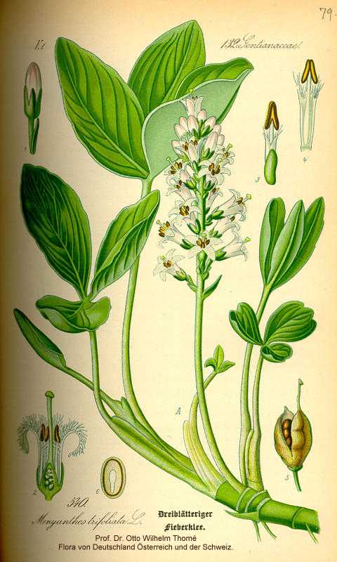 Menyanthes trifoliata image