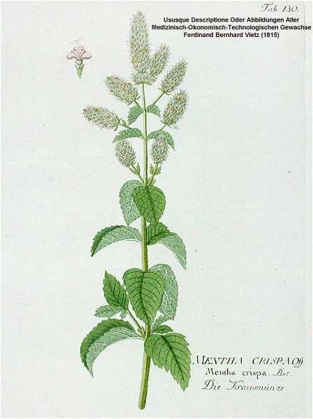 Mentha X piperita image