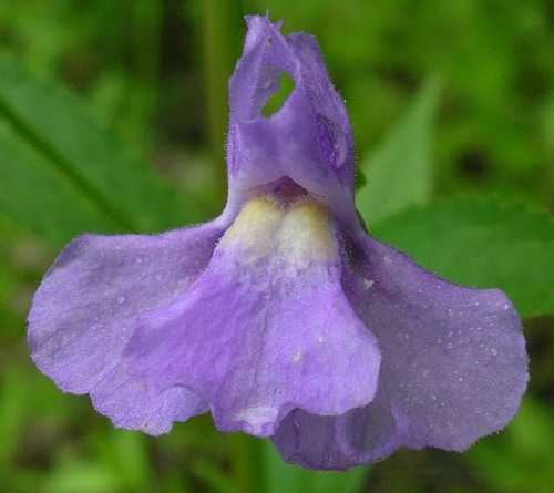 Phrymaceae image