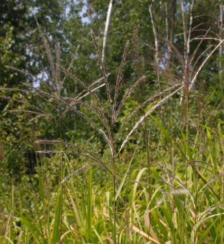 Miscanthus sacchariflorus image