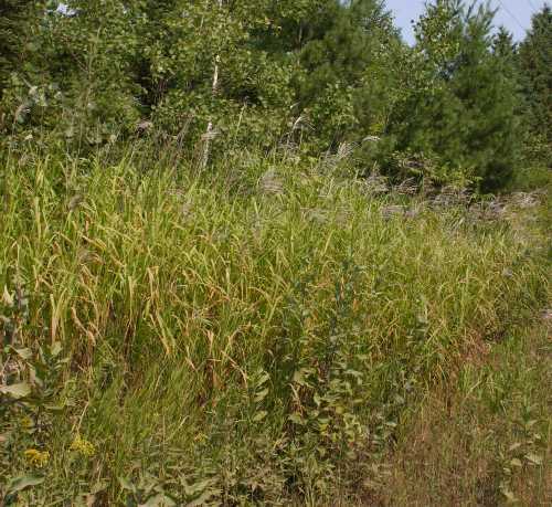 Miscanthus sacchariflorus image