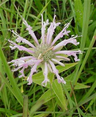 Monarda fistulosa image