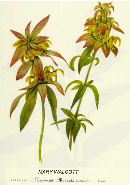 Monarda punctata image