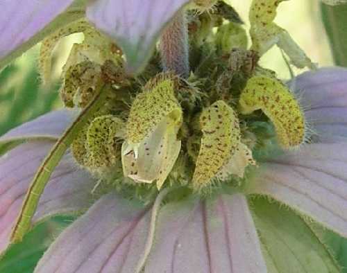 Monarda punctata image