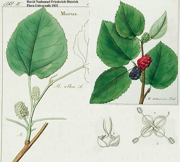 Morus alba image