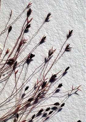 Muhlenbergia asperifolia image
