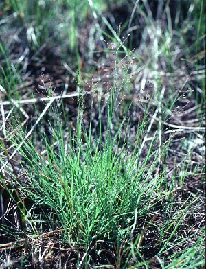 Muhlenbergia uniflora image