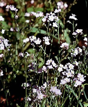Myosotis scorpioides image