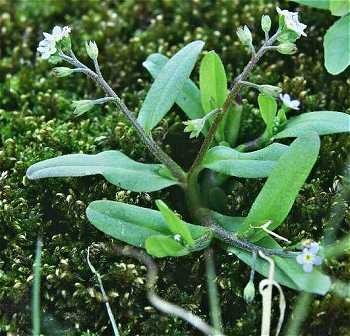 Myosotis laxa image