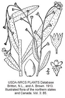 Myosotis laxa image