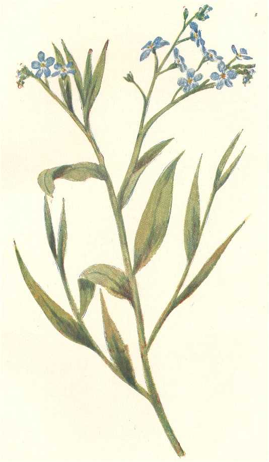 Myosotis scorpioides image
