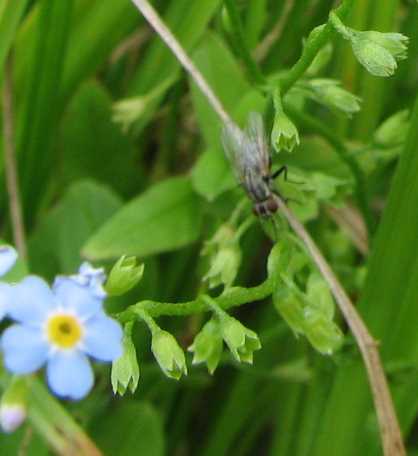 Myosotis scorpioides image