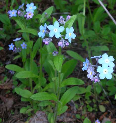 Myosotis sylvatica image
