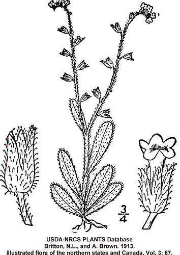 Myosotis verna image