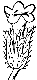 Myosotis verna image