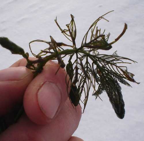 Myriophyllum sibiricum image