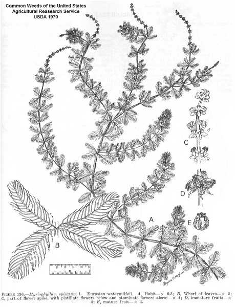 Myriophyllum spicatum image