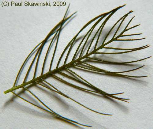 Myriophyllum spicatum image