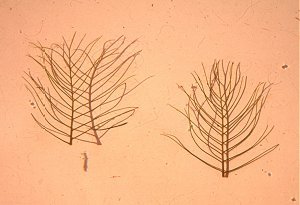 Myriophyllum verticillatum image