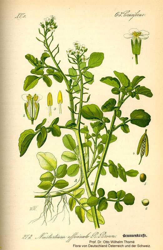 Nasturtium officinale image