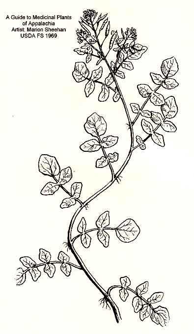 Nasturtium officinale image