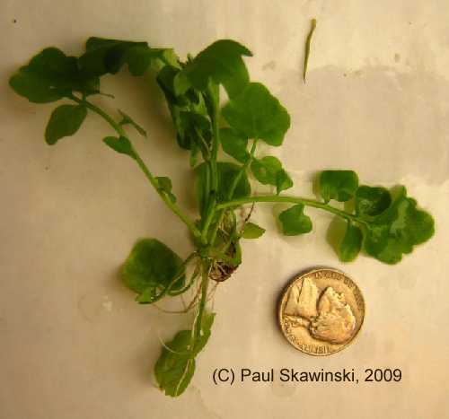 Nasturtium officinale image