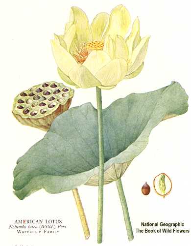 Nelumbo lutea image