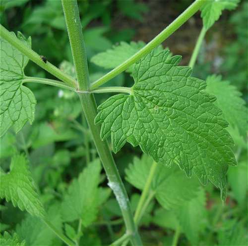Nepeta cataria image