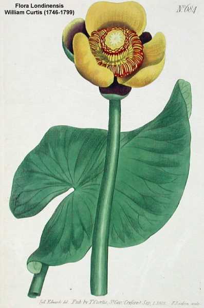 Nuphar advena image