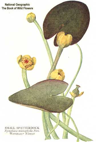 Nuphar advena image
