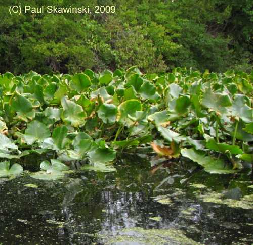 Nuphar advena image